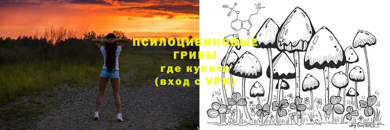 Псилоцибиновые грибы Psilocybine cubensis  Курганинск 